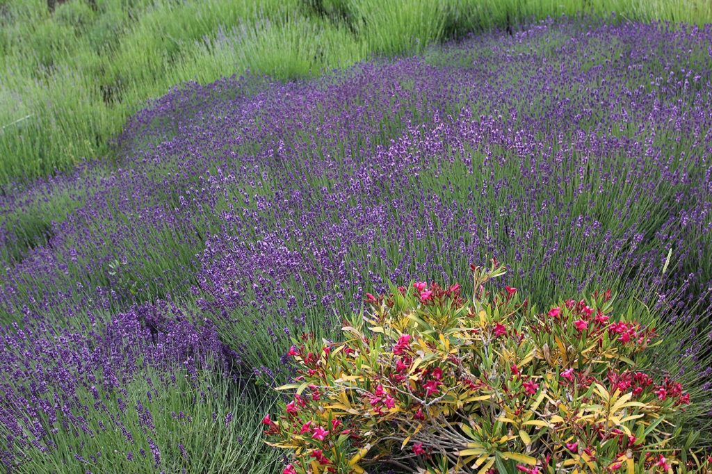 LAVANDA