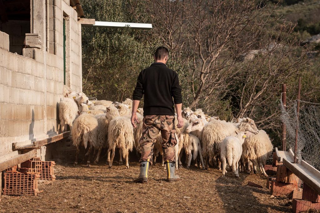 pastir-ovce
