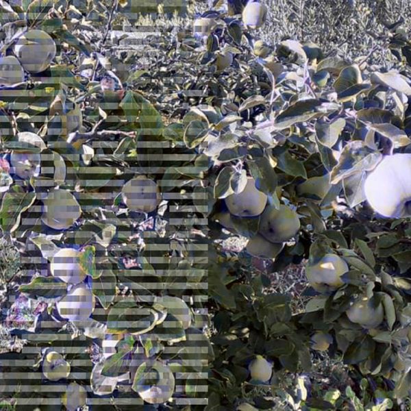 467902800_1092701275867410_923434999705693431_n
