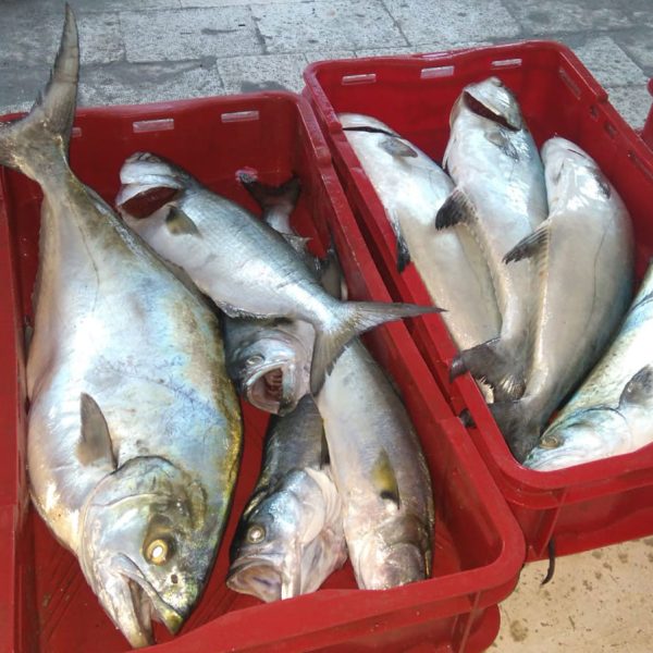 Ribarski-obrt-Oliva-dnevni-ulov-ribe